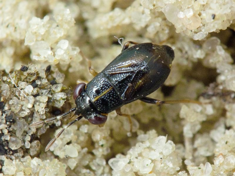 Geocoris ater (Fabricius, 1787)